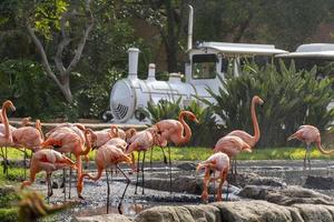 phoenicopterus ruber flamingos dentro de uma fonte ao fundo um trem turístico branco passando, vegetação e água ao redor do local foto