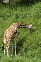 giraffa camelopardalis reticulata girafa em pé procurando comida em um campo verde cheio de vegetação, méxico, foto