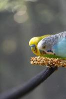 pássaro periquito comendo sementes em pé em um fio, fundo com bokeh, lindo pássaro colorido, méxico foto