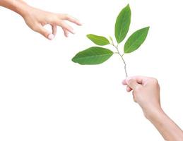 mãos e plantas isoladas no fundo branco foto