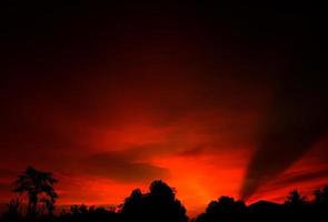 pôr do sol, céu laranja arbusto árvore silhueta fundo preto natureza foto