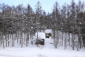casas cobertas de neve foto