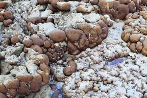 corais em águas rasas durante a maré baixa foto