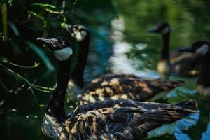 ganso canadense nadando em um lago belas cores foto