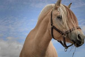 retrato de um belo cavalo do fiorde norueguês