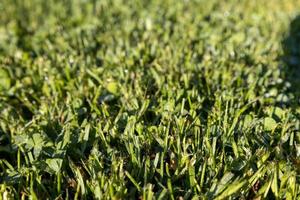 grama verde em um fundo de prado de manhã cedo foto