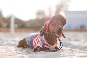 dachshund anão em um macacão de cachorro listrado e um boné vermelho está tomando sol em uma praia de areia. cão viajante, blogueiro, blogueiro de viagens. cão gosta de passear ao ar livre ao ar livre. foto de alta qualidade