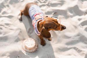 dachshund anão em um macacão de cachorro listrado e um boné vermelho está tomando sol em uma praia de areia. cão viajante, blogueiro, blogueiro de viagens. cão gosta de passear ao ar livre ao ar livre. foto de alta qualidade