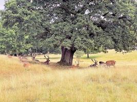 um close-up de um veado vermelho na zona rural de cheshire foto