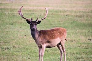 um close-up de um veado vermelho na zona rural de cheshire foto