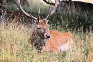 um close-up de um veado vermelho na zona rural de cheshire foto