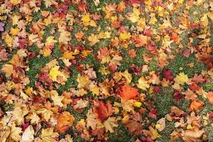 fundo de outono maple laranja folhas no chão. foto
