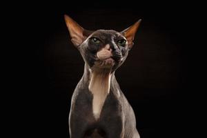 closeup retrato de rabugento sphynx gato vista frontal em preto foto