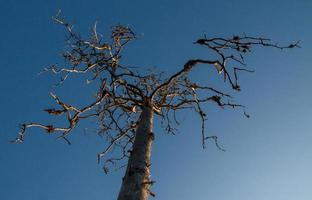 árvore seca no fundo do céu azul foto