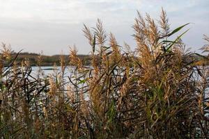 phragmites australis, junco comum - arvoredos densos à luz do dia, cenário do lago no fundo desfocado foto