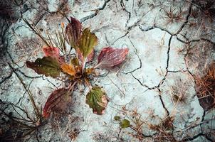 plantago em um solo rachado cinza seco foto