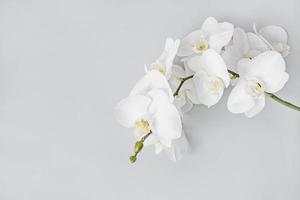 fundo floral orquídea branca, copie o espaço foto