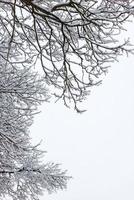 galhos de árvores nus cobertos de neve no fundo do céu nublado na luz do dia de inverno foto