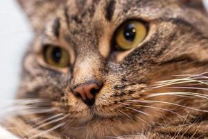 imagem de close-up do nariz de gato ruivo com foco seletivo, profundidade de campo rasa e desfoque de fundo foto