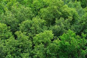 topo de fundo de padrão de folhagem sólida de floresta de tília verde de verão foto