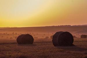 campo de rick na luz dourada do pôr do sol foto