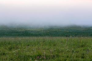 Prado de grama selvagem minimalista sob neblina de dence sem árvore na manhã de verão foto