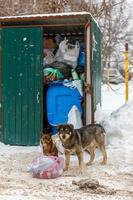 dois cães vadios levam sacos de lixo no dia de inverno sob queda de neve foto