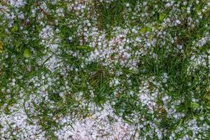 granizo de gelo branco na grama verde após a tempestade de verão foto