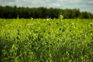 closeup de campo de ervilhas agrícolas verdes com fundo de foco seletivo e desfoque de lente foto