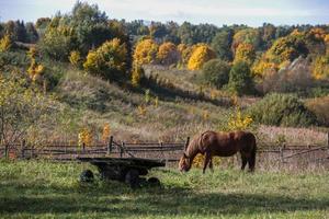 cavalo marrom pasta ao lado de um velho carrinho de madeira no contexto de uma floresta de outono e uma ravina foto