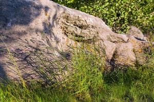 pedra grande com grama alta foto