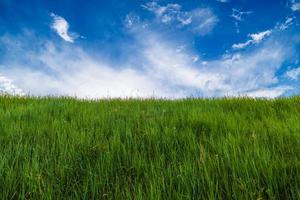 prado de grama verde genérico no dia de verão com céu azul com nuvens brancas foto