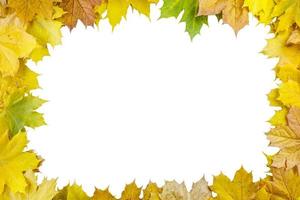 maple amarelo de outono deixa moldura retangular isolada com fundo branco foto
