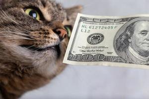 gato malhado cinza cheirando uma nota de cem dólares close-up foto