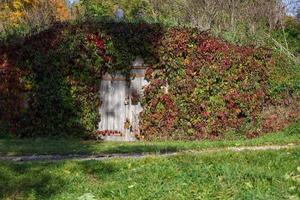 portas de madeira cinza fechadas para adega ao ar livre, cobertas com uvas decorativas foto