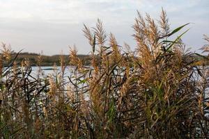 phragmites australis, junco comum - arvoredos densos à luz do dia, cenário do lago no fundo desfocado foto