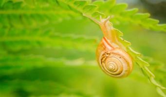 caracol bonito em uma planta verde, macro, foco suave. foto