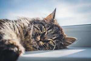 gato malhado marrom encontra-se perto da janela foto