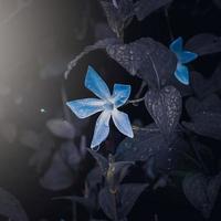 flor azul romântica no jardim na primavera, fundo escuro foto