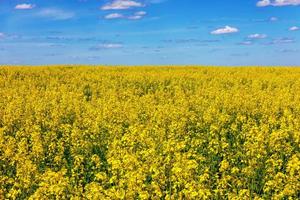 campo de canola florescendo e céu azul com nuvens brancas foto