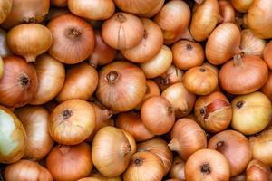 fotografia sobre o tema bela planta de vegetais de cebola foto