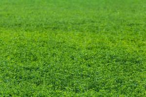 campo verde sem horizonte de fundo de foco seletivo de ervilhas agrícolas com desfoque de lente foto