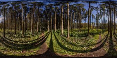 Panorama esférico de 360 por 180 graus em dia ensolarado de outono na floresta de pinheiros com céu azul. foto