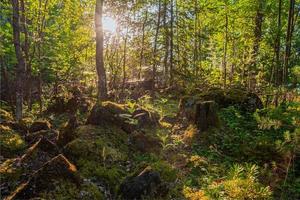 dentro da floresta da Carélia mista de verão foto