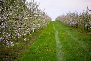 pomar de maçã florescendo na primavera em tempo nublado foto