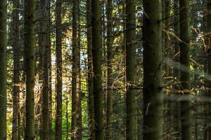 linhas verticais de tronco de floresta de pinheiros altos no fundo da noite de verão com foco seletivo e desfoque de lente natural foto