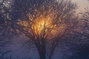 sol atrás do fundo de inverno de árvore congelada foto