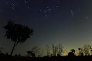 silhuetas de plantas e trilhas de estrelas foto