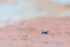 fotografia de foco seletivo de inseto azul foto