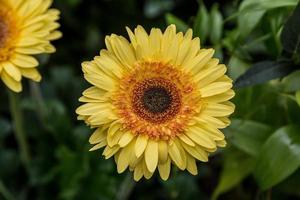 close-up de uma flor amarela brilhante